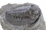 Detailed Gerastos Trilobite Fossil - Morocco #222236-1